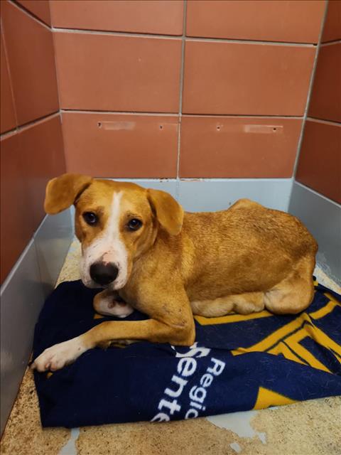Adoptable Dog