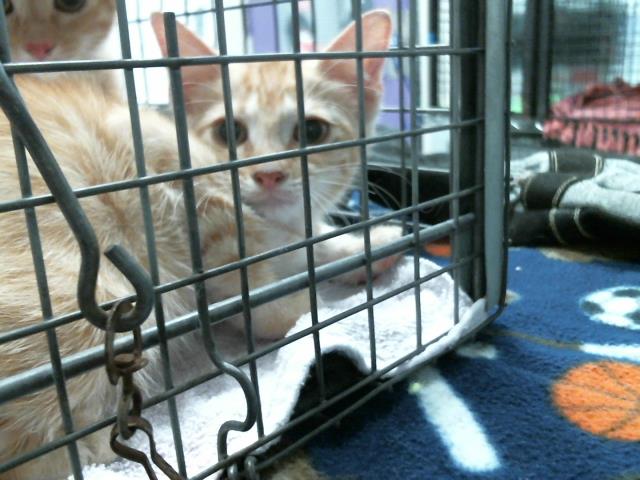Adoptable Cat