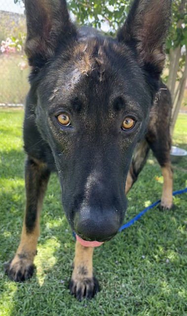 Urgent Med Adopt Fred