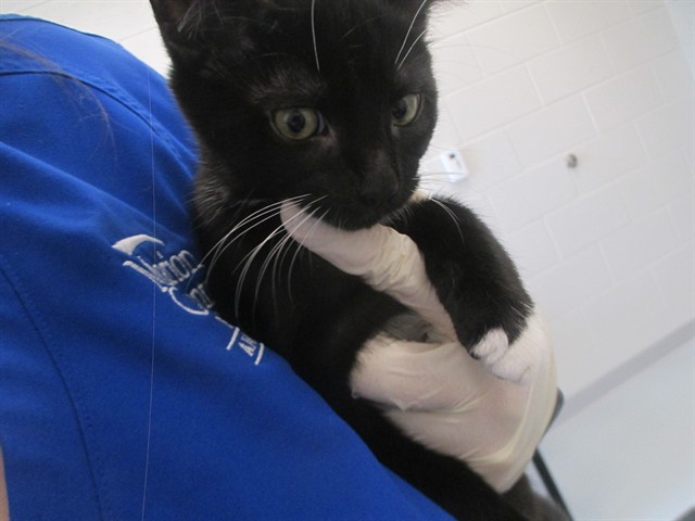 Adoptable Cat