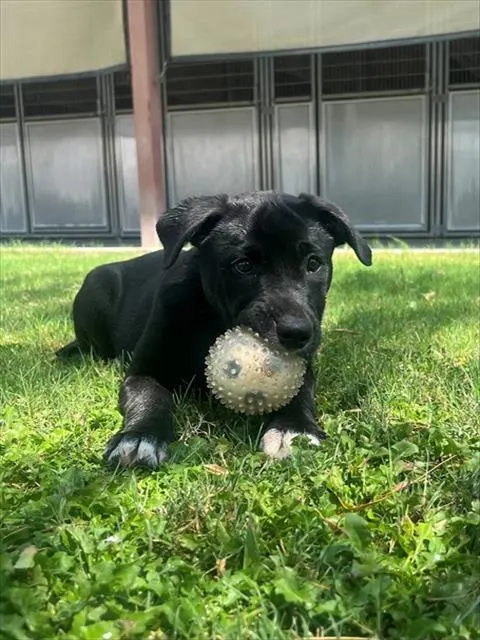 Banjo