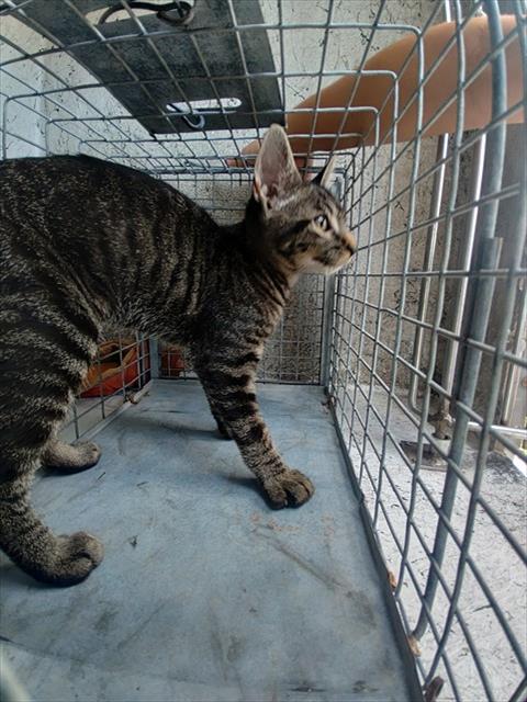 Adoptable Cat