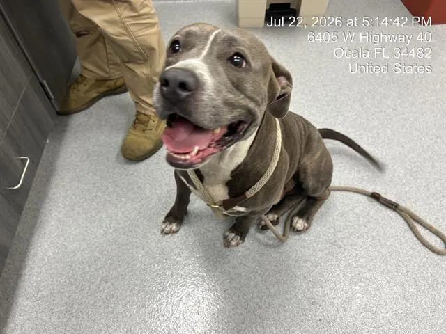 Adoptable Dog
