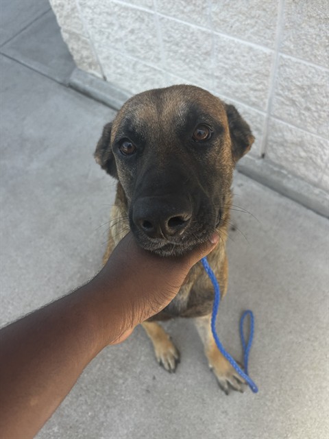 Adoptable Dog