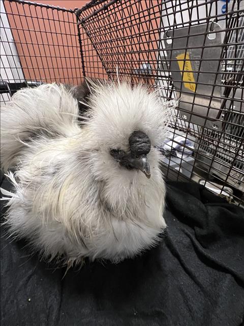 Adoptable Bird