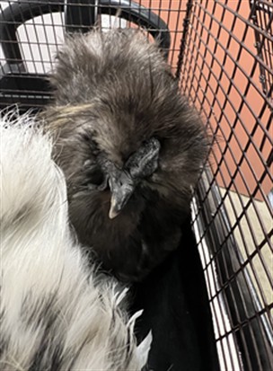 Adoptable Bird