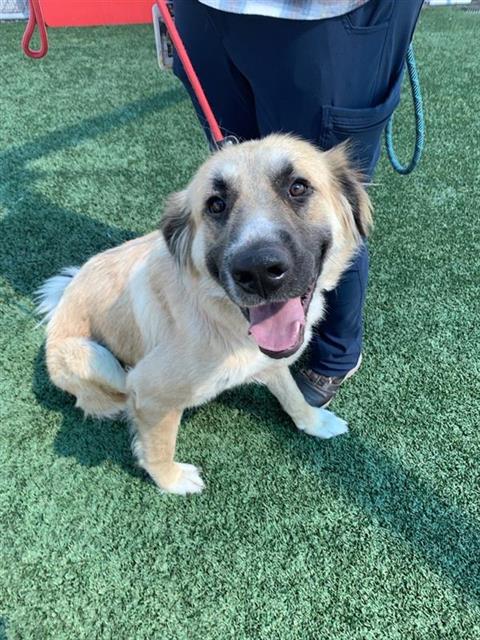Adoptable Dog
