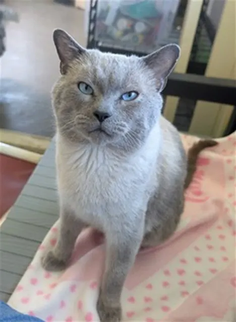Adoptable Cat
