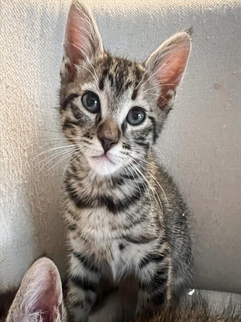 Walter