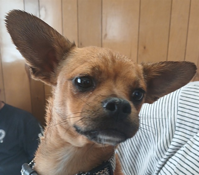 Dennis