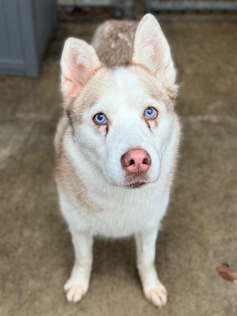 Stella