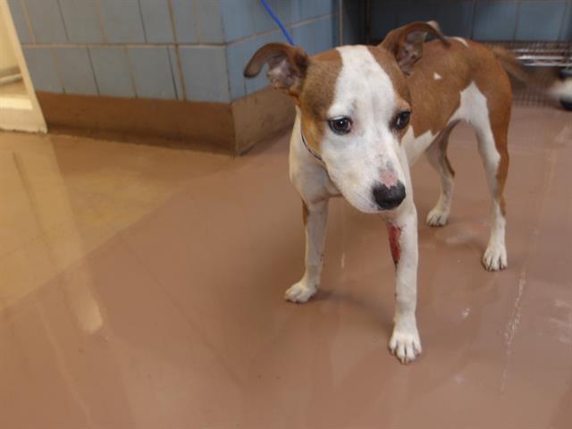 Adoptable Dog