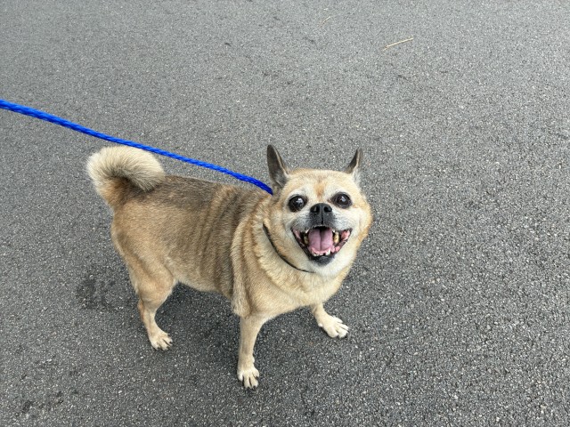 Adoptable Dog
