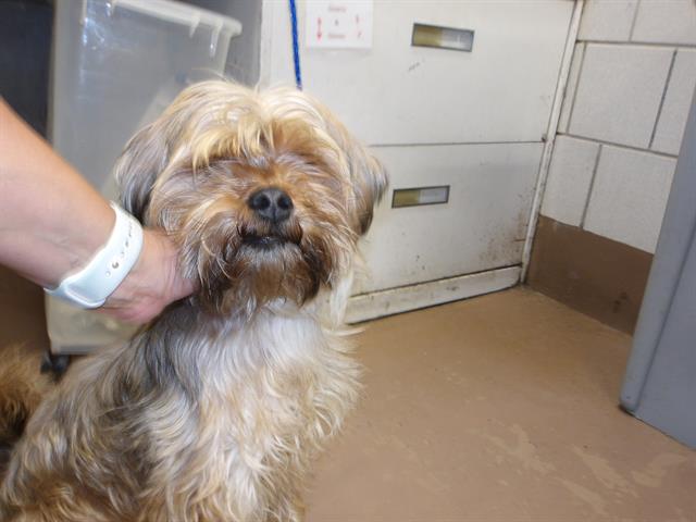 Adoptable Dog