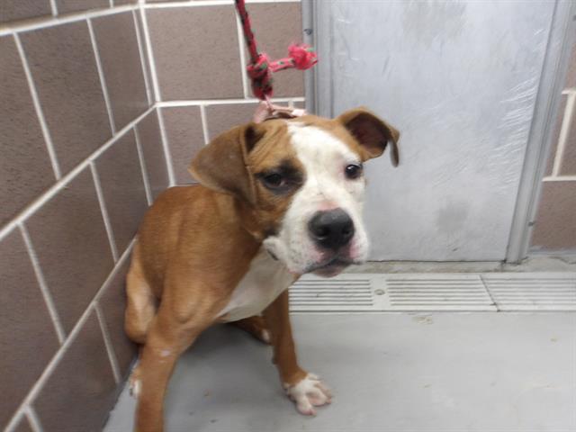 Adoptable Dog