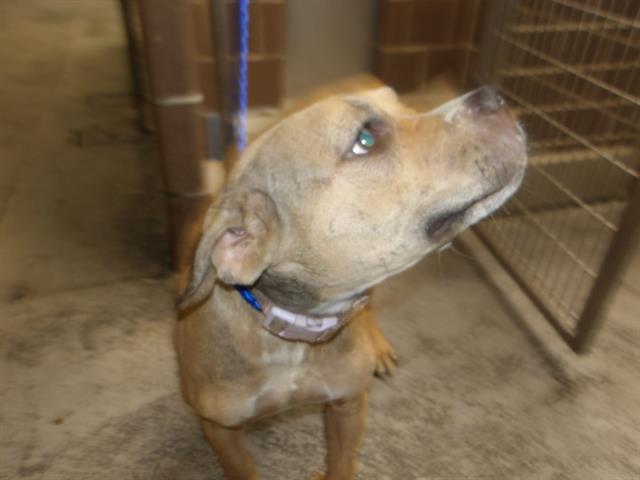 Adoptable Dog