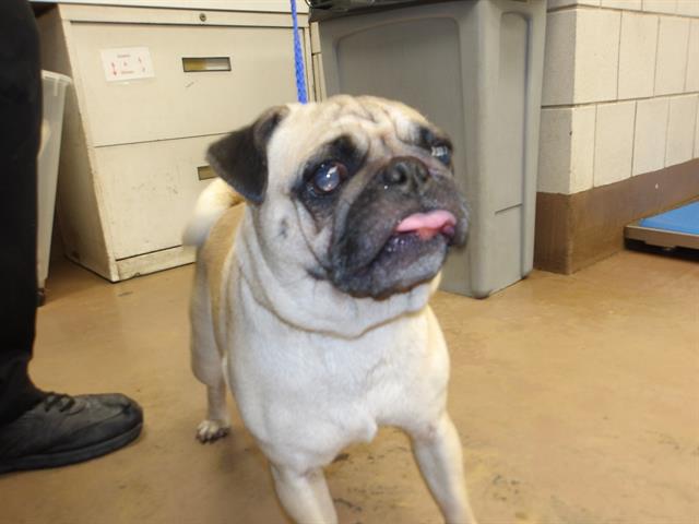 Adoptable Dog