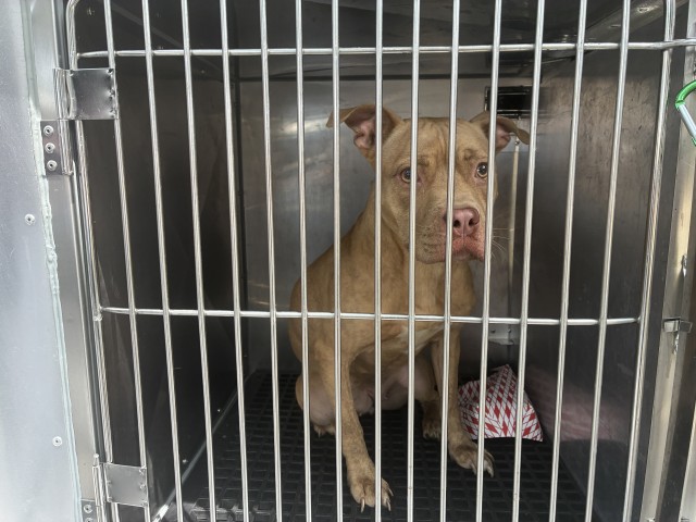 Adoptable Dog