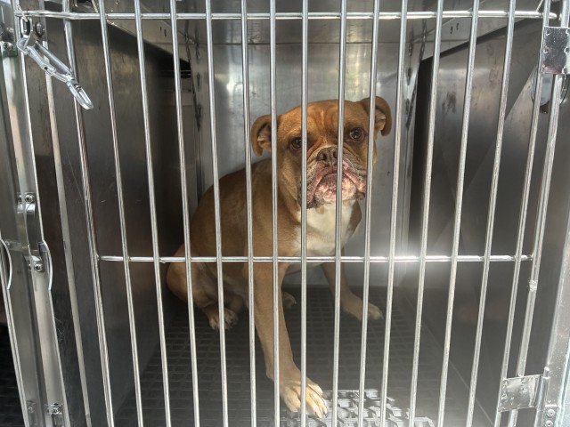 Adoptable Dog