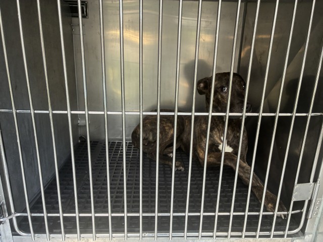 Adoptable Dog