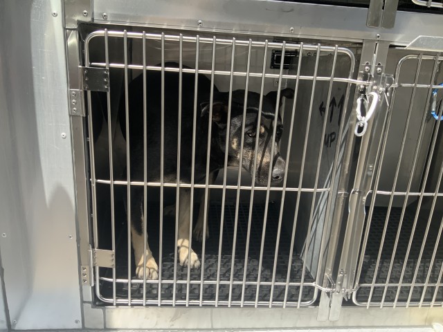 Adoptable Dog