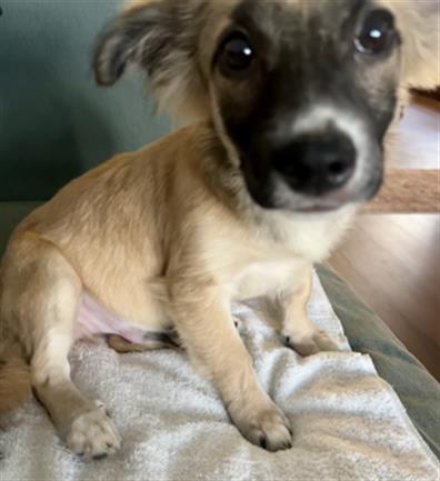 Adoptable Dog