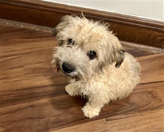 Adoptable Dog
