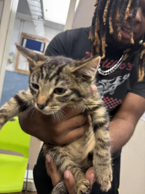 Adoptable Cat
