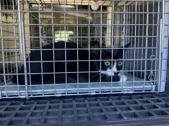Adoptable Cat