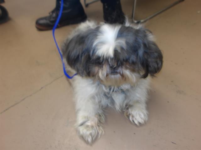 Adoptable Dog
