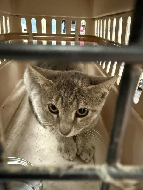 Adoptable Cat