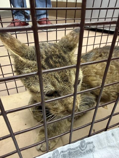 Adoptable Cat