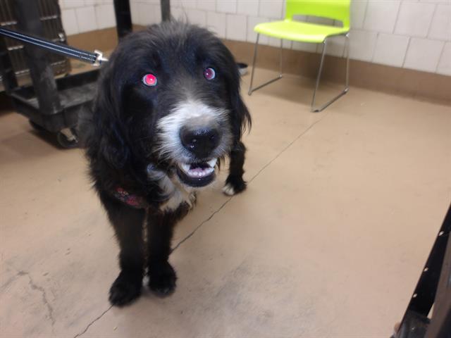 Adoptable Dog