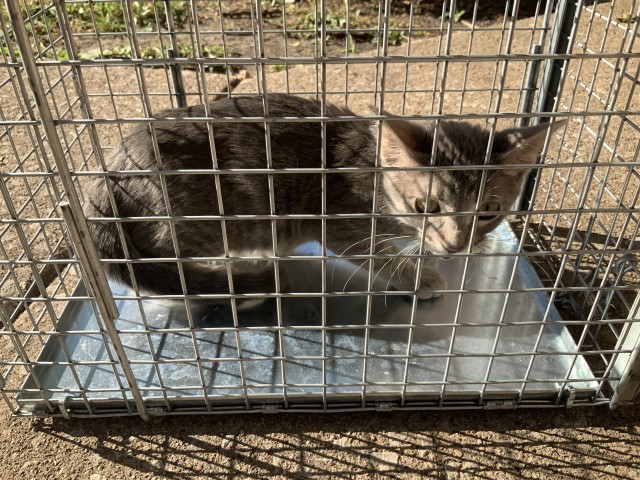 Adoptable Cat