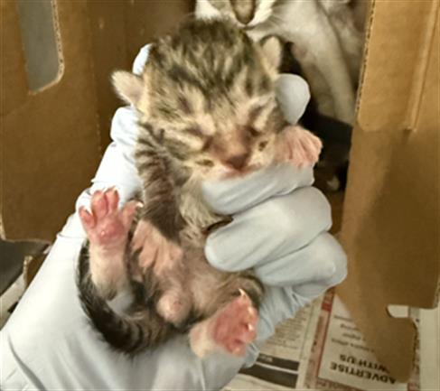 Adoptable Cat