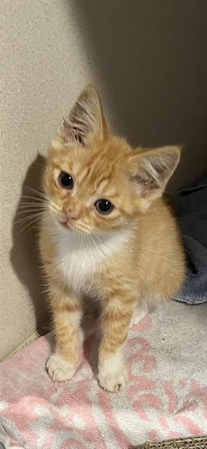 Adoptable Cat
