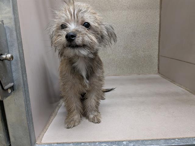 Adoptable Dog