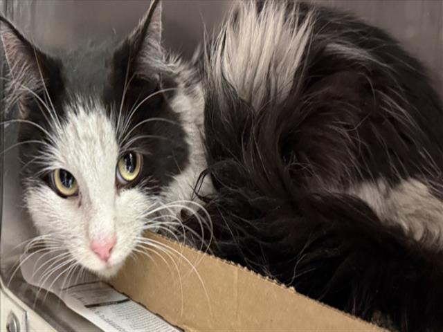 Adoptable Cat