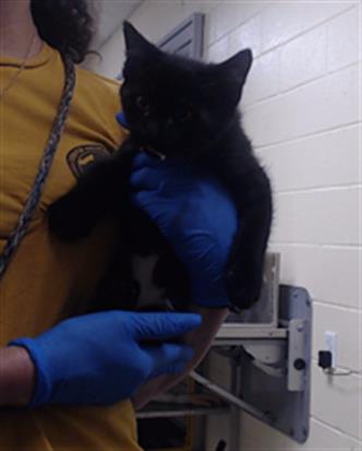 Adoptable Cat