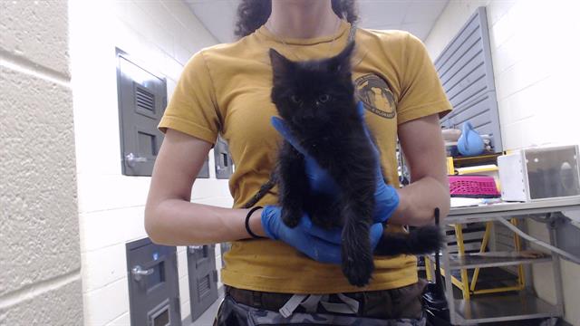 Adoptable Cat