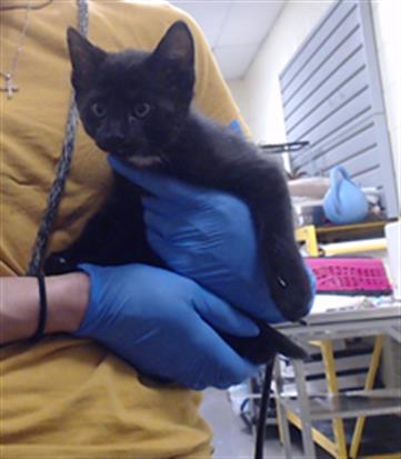 Adoptable Cat