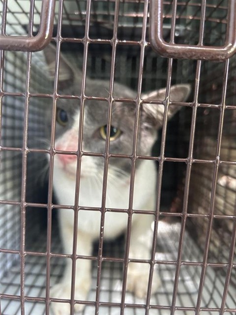 Adoptable Cat