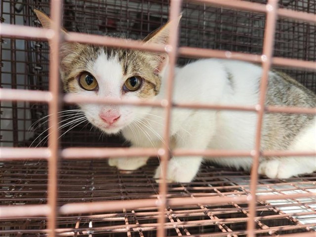 Adoptable Cat
