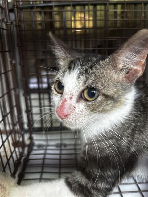 Adoptable Cat