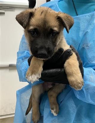 Adoptable Dog