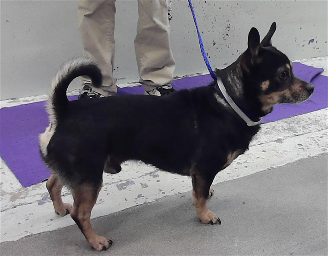 Kujo