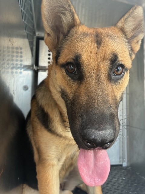 Adoptable Dog