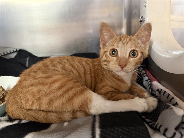 Adoptable Cat