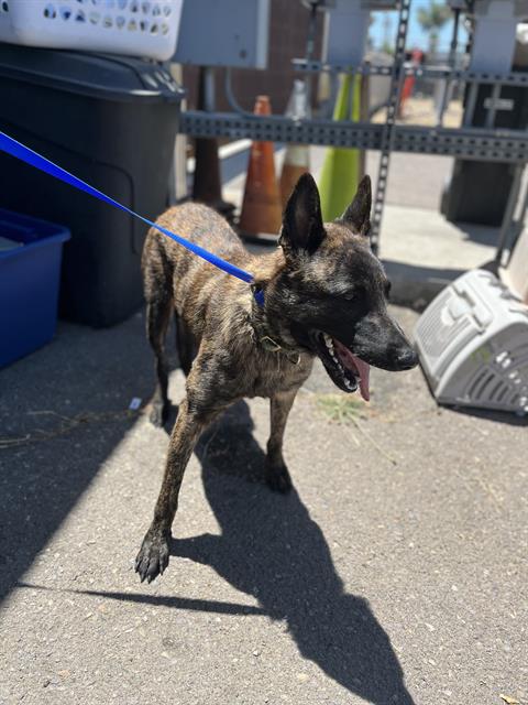 Adoptable Dog