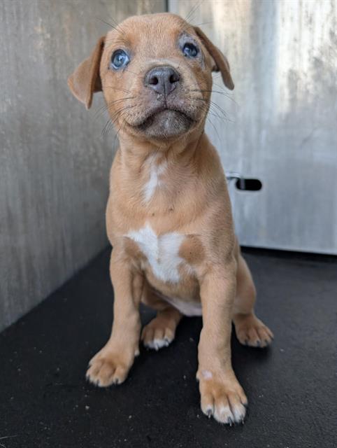 Hazel